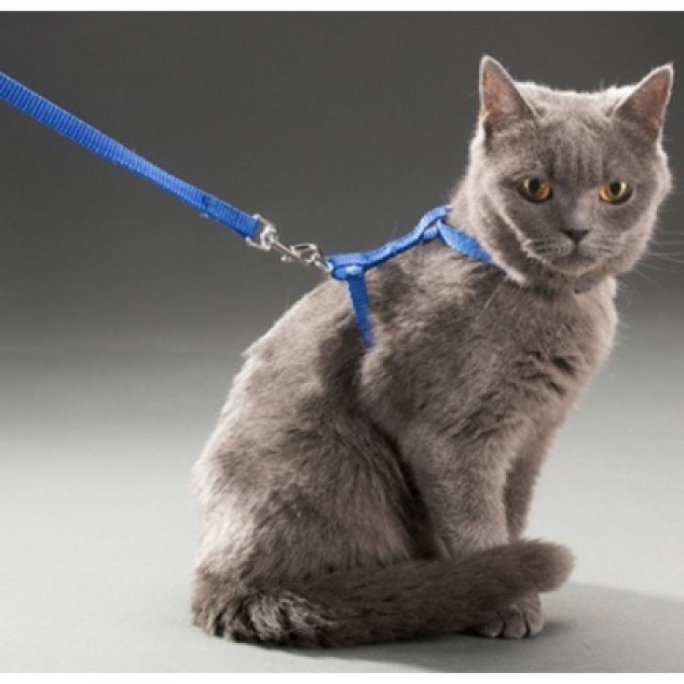 Cat Neck and Chest Harness