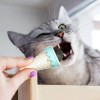 Catnip in Ice Cream Form