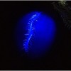 Glow-in-the-Dark Phosphorescent Centipede