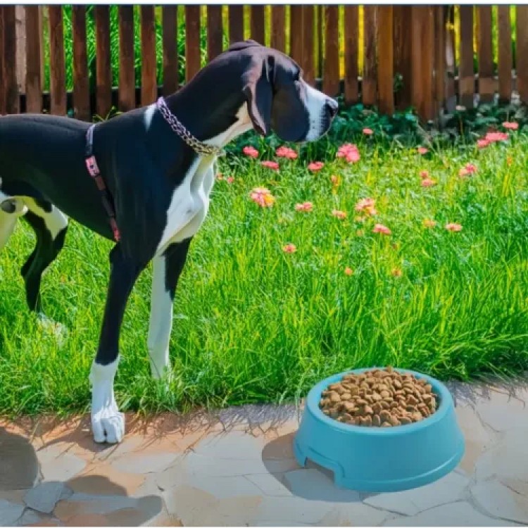 Mikopet Durable 2.5 Liter Food Bowl for Large Breeds