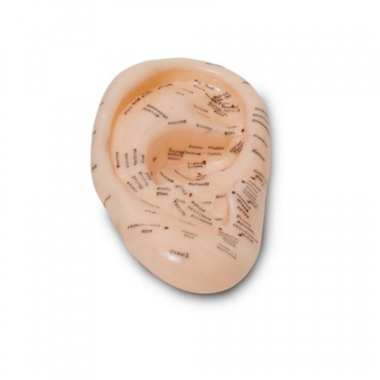 Ear Acupuncture Model Detailed Point Display