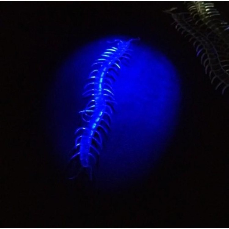 Transparent Color Glow-in-the-Dark Phosphorescent Centipede 13 cm 1 Piece